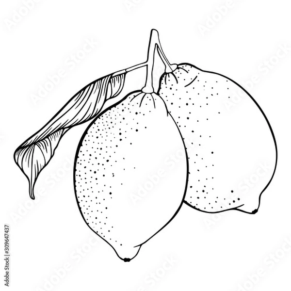 Fototapeta Two lemons on a branch. Set of fresh citrus fruits. Leaf, lime. Hand draw sketch. Vector illustration isolated on a white background. Design elements. Black and white line art. Coloring page book.