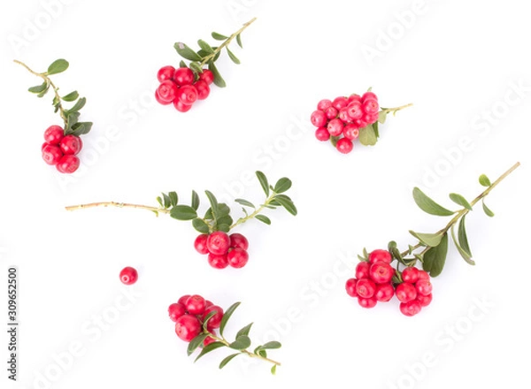 Fototapeta Fresh red berry: hand-picked forest Cowberry isolated on white background, macro shot