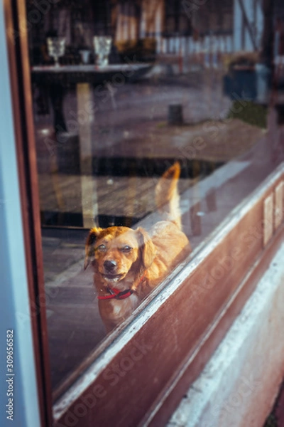 Obraz Un chien dans un café