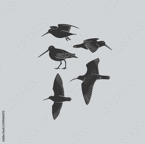 Obraz  bird woodcock