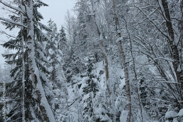 Fototapeta Snow-covered forest on the mountainside