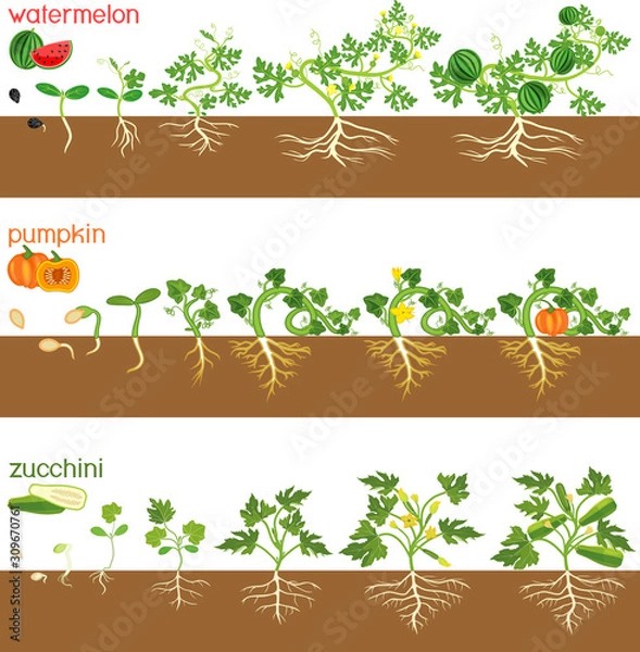 Obraz Set of life cycles of gourd plants. Stages of watermelon, pumpkin, zucchini growth from seed and sprout to harvest isolated on white background