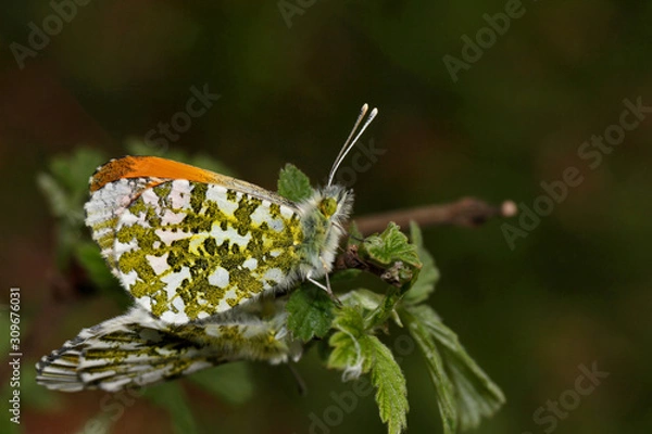 Obraz Orange tip butterfly