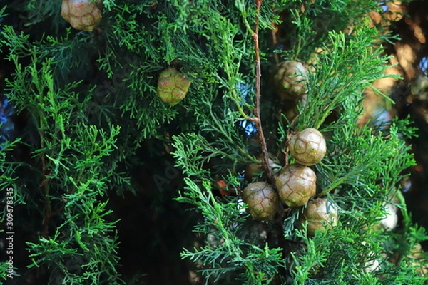 Obraz Cones on a green thuja