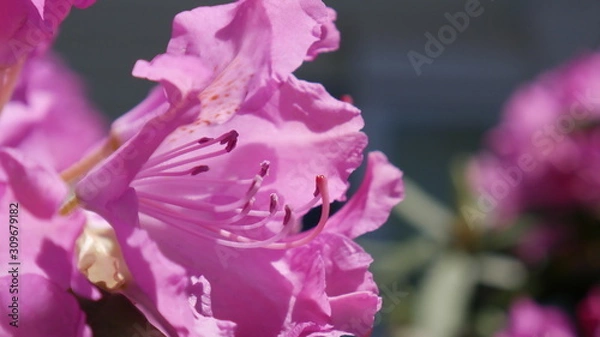 Obraz Flower up-close