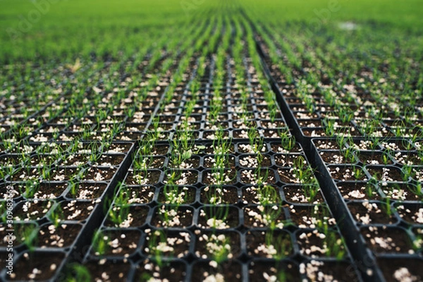 Fototapeta Seedlings of coniferous trees. Pine seedlings grown in commercial greenhouse. Young pine trees for forestry. Small seedlings of pine grown in cultivation tray.