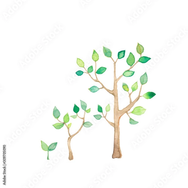 Fototapeta 樹木の成長