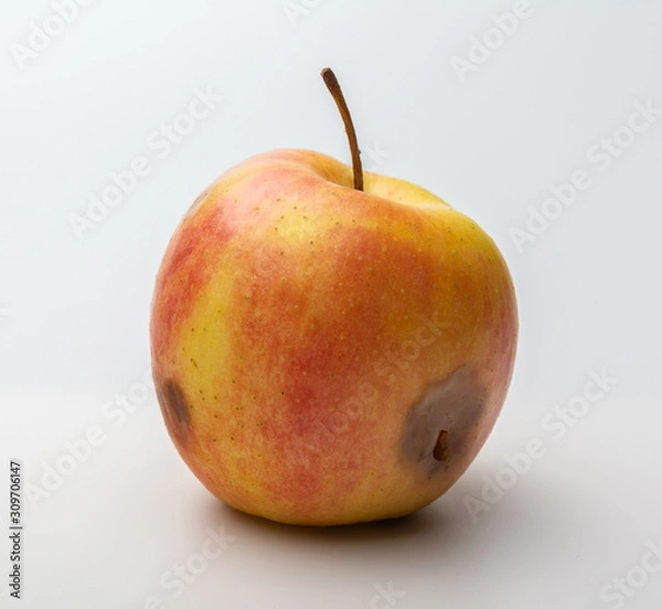 Obraz wormy rotten Apple on a white background