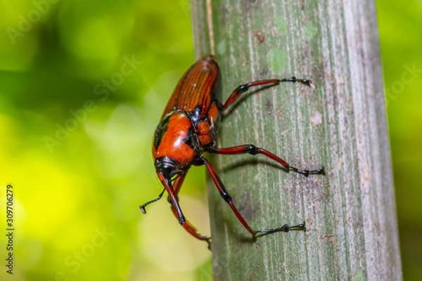 Obraz Orange with black striped insect