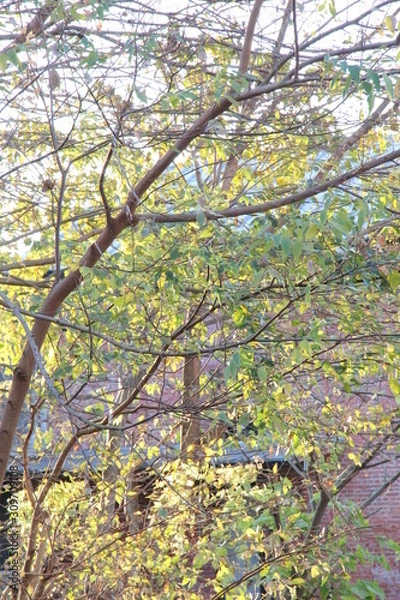 Fototapeta This is a picture of a broad-leaved tree that I took on a day in early December, with a brick building in the background.