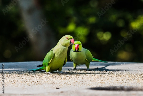 Obraz Rose-Ringed Parakeet