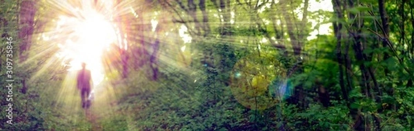 Obraz rainbow in the forest