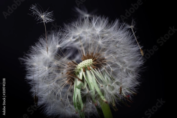 Obraz dandelion on black background