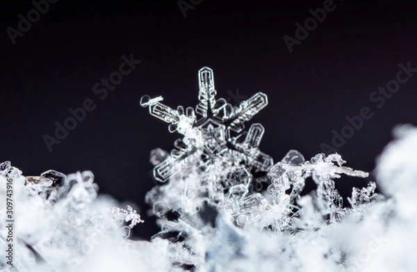 Fototapeta photo real snowflakes during a snowfall, under natural conditions at low temperature