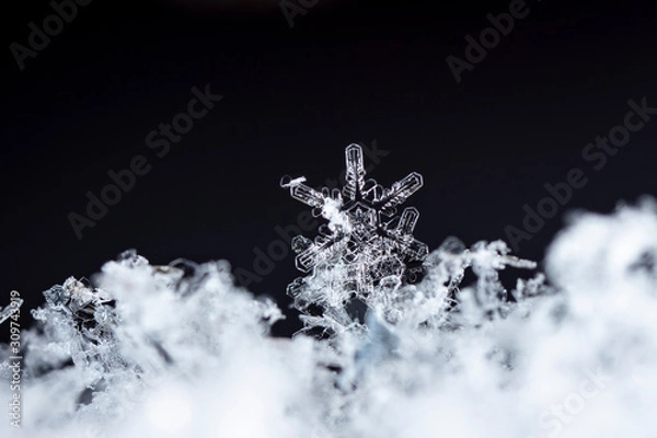 Fototapeta photo real snowflakes during a snowfall, under natural conditions at low temperature