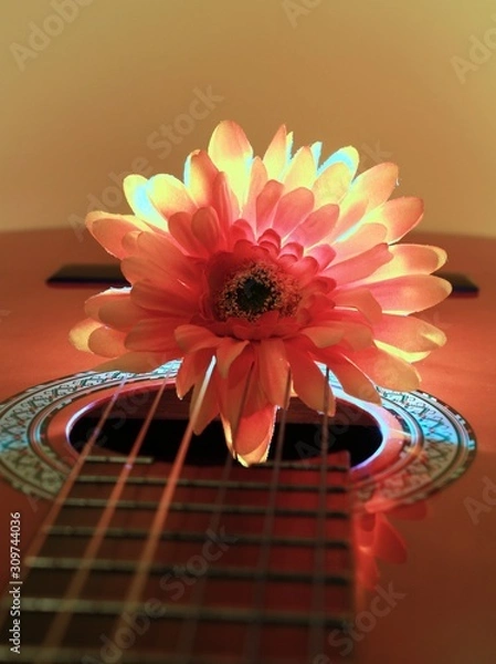 Obraz Chrysanthemum on guitar with background lighting