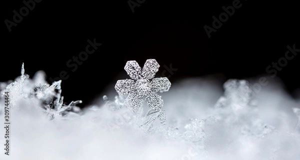 Fototapeta photo real snowflakes during a snowfall, under natural conditions at low temperature