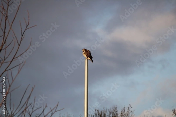 Obraz Buzzard from the side in close-up against a cloudy sky