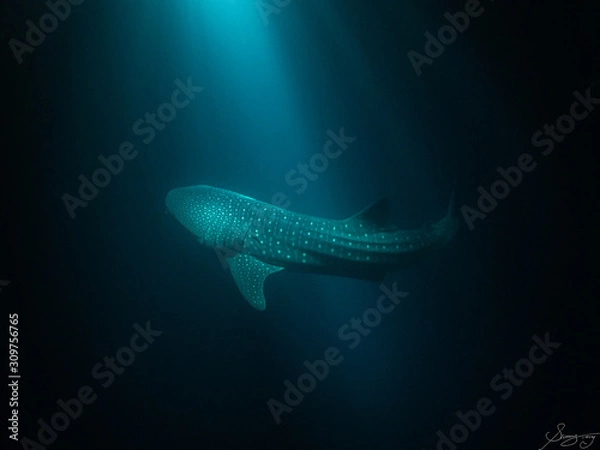 Obraz Whaleshark at night