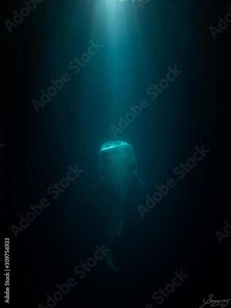 Obraz Whaleshark