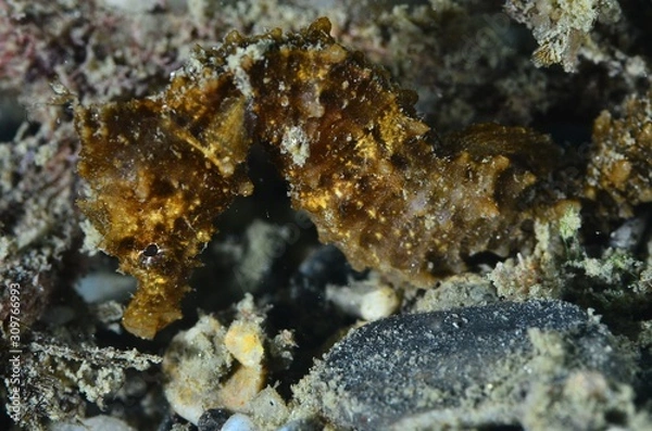 Obraz Seahorse