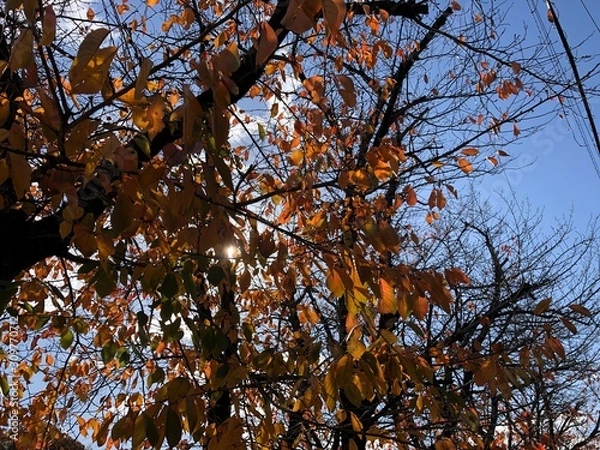 Obraz yellow tree in autumn