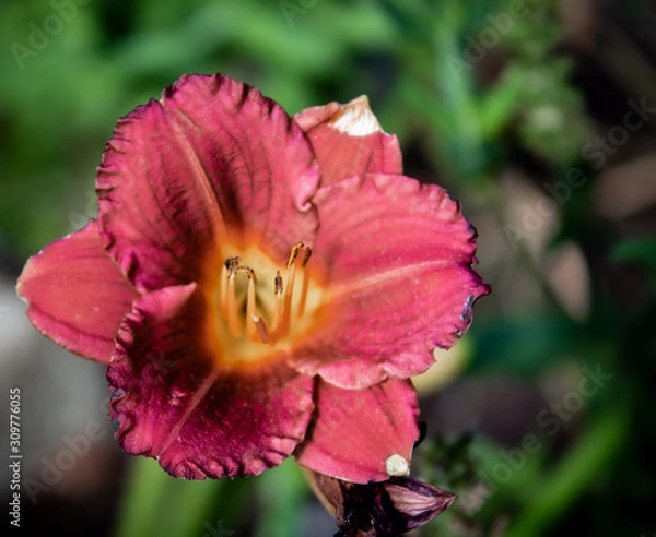 Obraz Taglilie (Hemerocallis fulva) 
