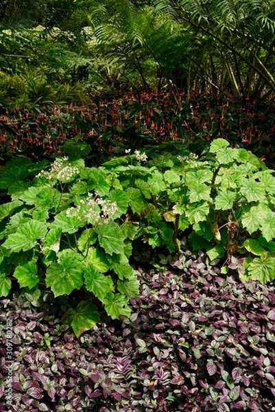 Fototapeta martinique 2018