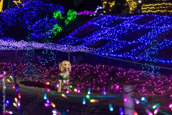 Fototapeta マザー牧場_ゴールデンレトニエル