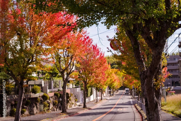 Obraz 秋・紅葉する街路樹と坂道