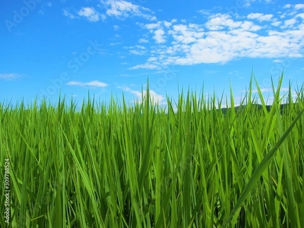 Fototapeta 夏草と青空