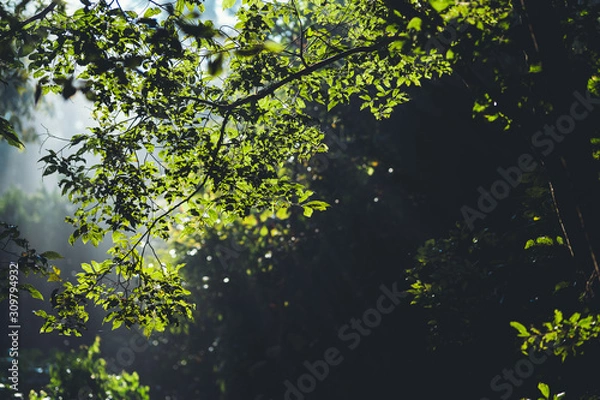 Obraz Nature, fog and trees in the morning