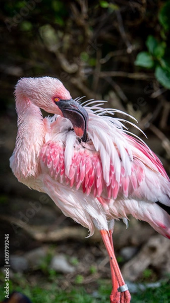 Obraz Flamingos cleaning itself
