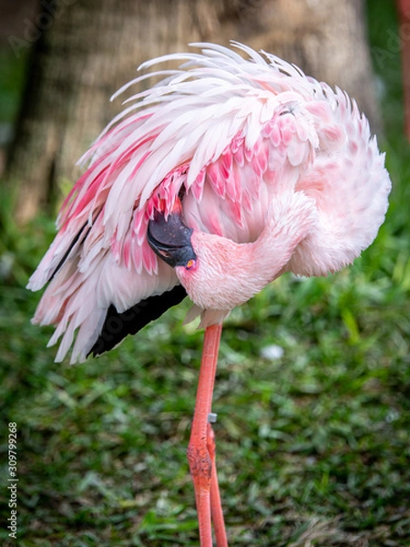 Obraz Flamingos on one leg