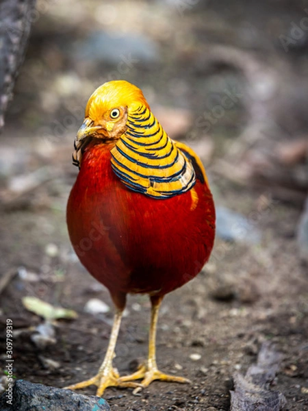 Obraz Golden Pheasant frontal view