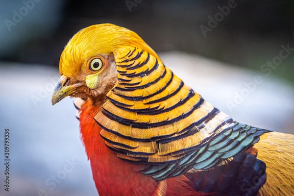 Obraz Golden Pheasant Closeup