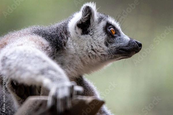 Obraz Lemur looking, closeup picture