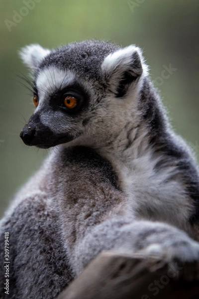 Fototapeta Lemur closeup