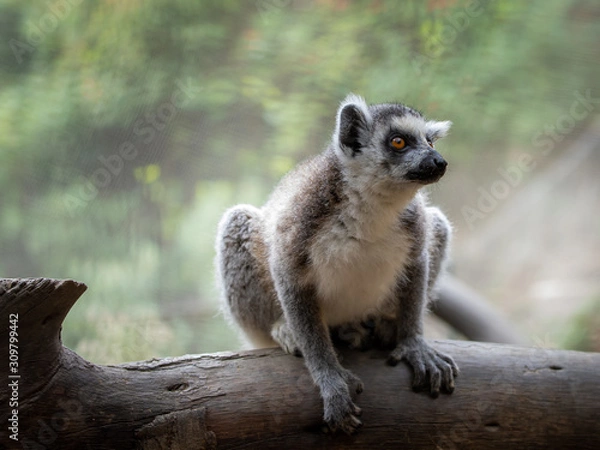 Obraz Lemur looking