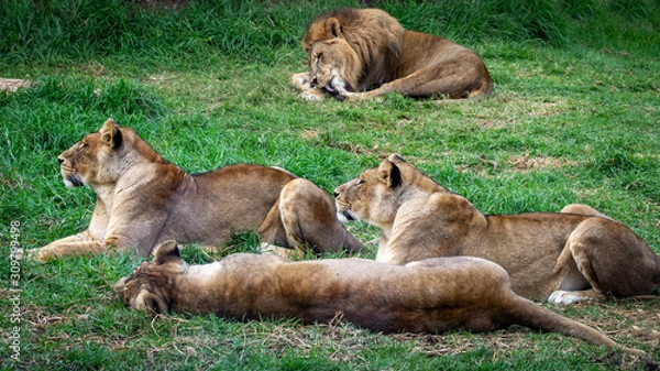 Obraz Lions relaxing