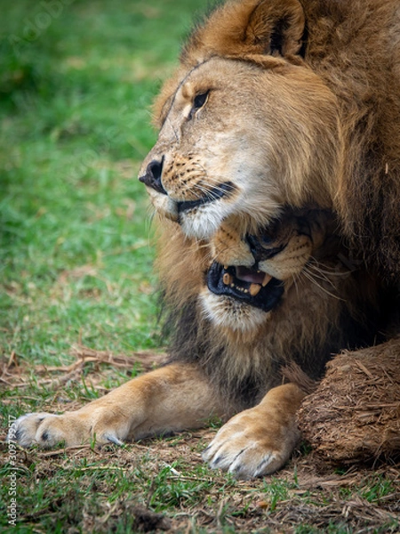 Obraz Love between Lions