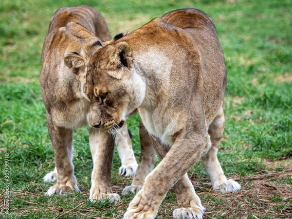 Obraz Lions grooming