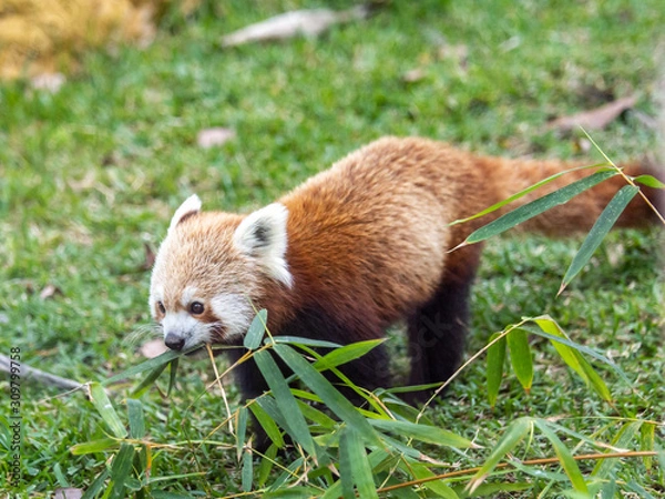 Obraz Red Panda running with some leaves