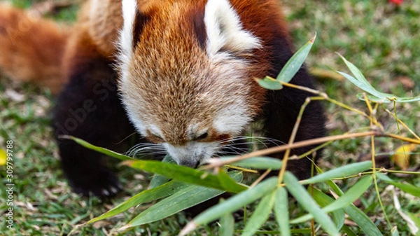 Obraz Red Panda eating