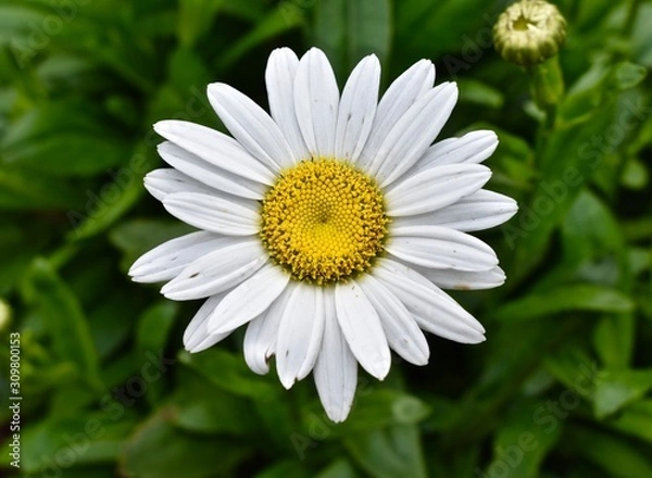 Obraz Daisy in Green Grass