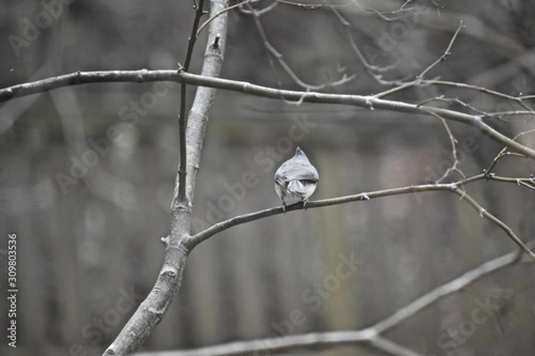 Obraz bird on branch in winter