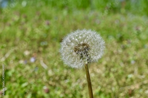 Obraz dandelion on green background