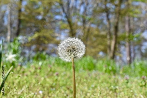 Obraz dandelion in spring