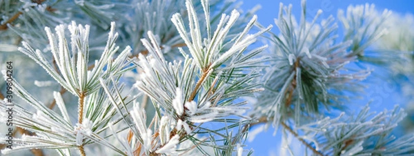 Obraz Winter nature background. Evergreen trees in hoarfrost. Spruce and fir branches close up under the snow.