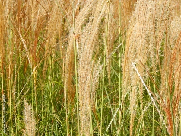 Obraz reed grass in field